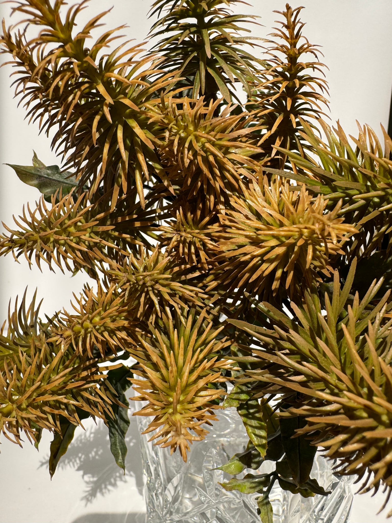 Regency Mustard Cone Flower - Surrey Circle Home