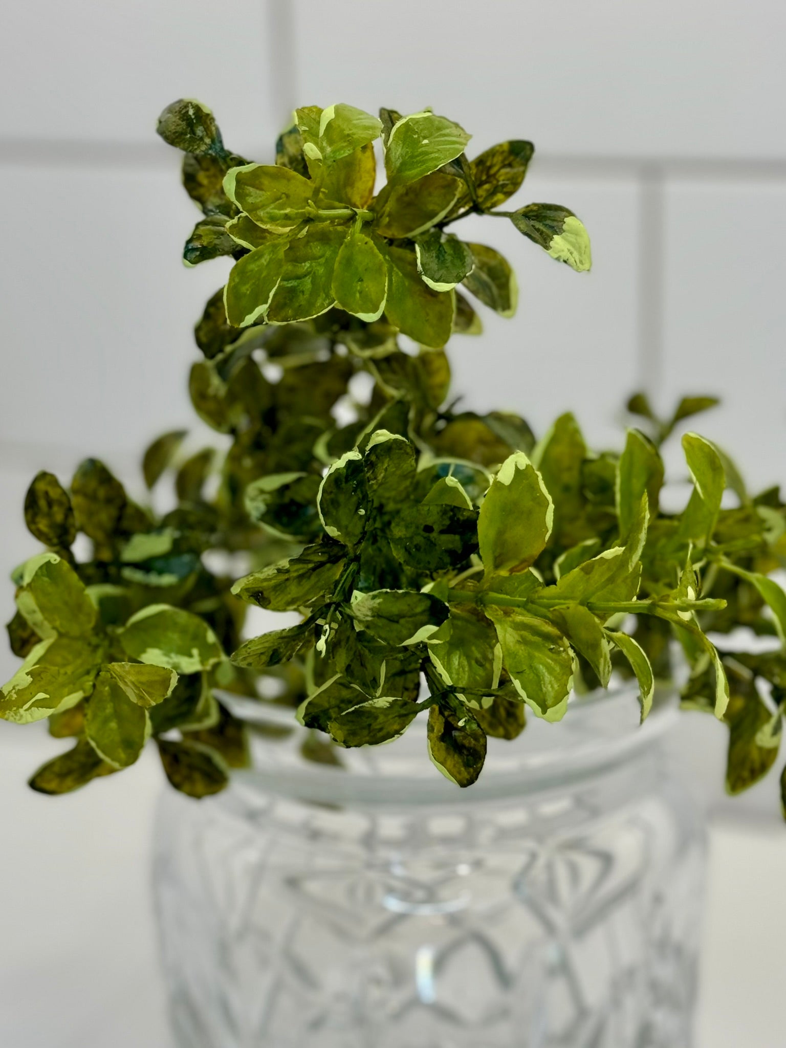 Regency Variegated Boxwood Bush - Surrey Circle Home