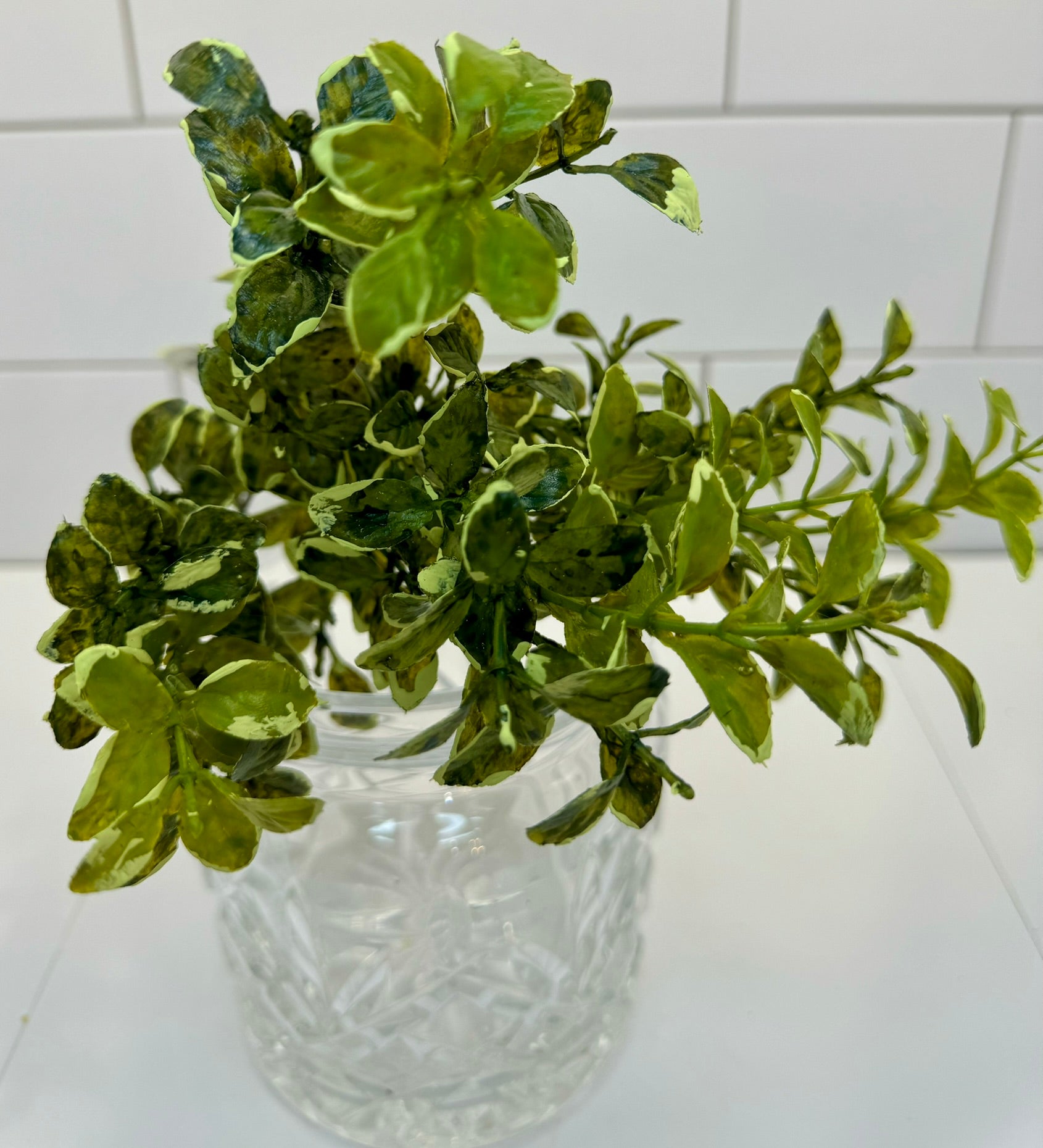 Regency Variegated Boxwood Bush - Surrey Circle Home