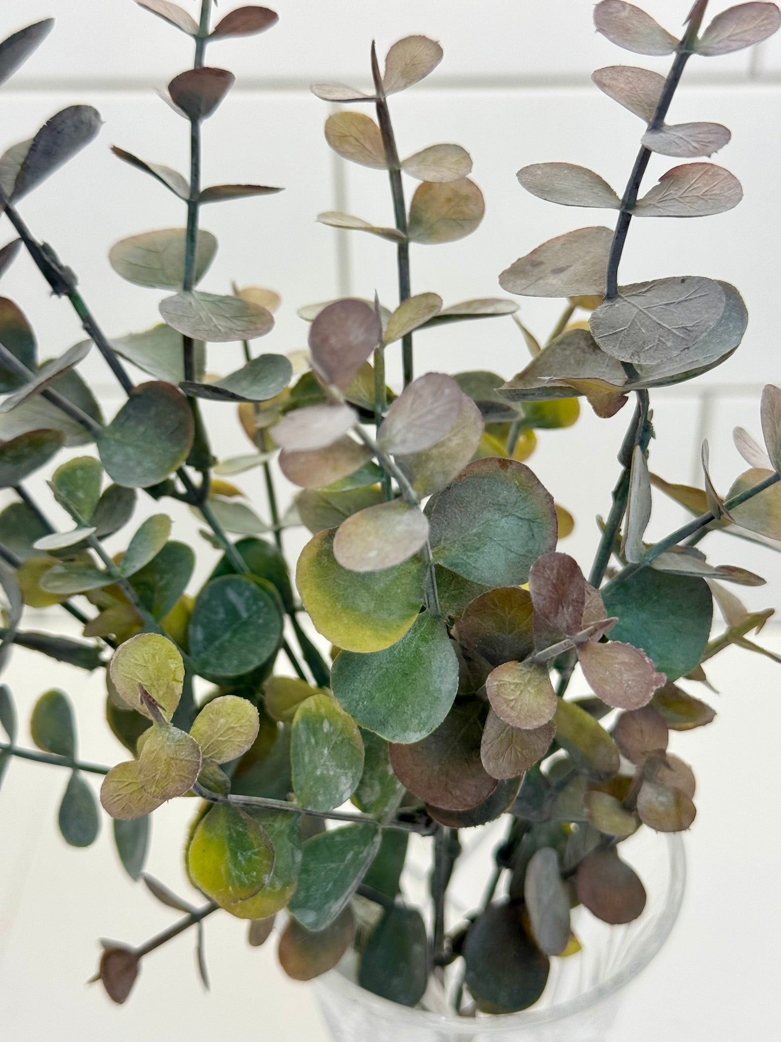 Regency Variegated Frosted Eucalyptus Bush - Surrey Circle Home