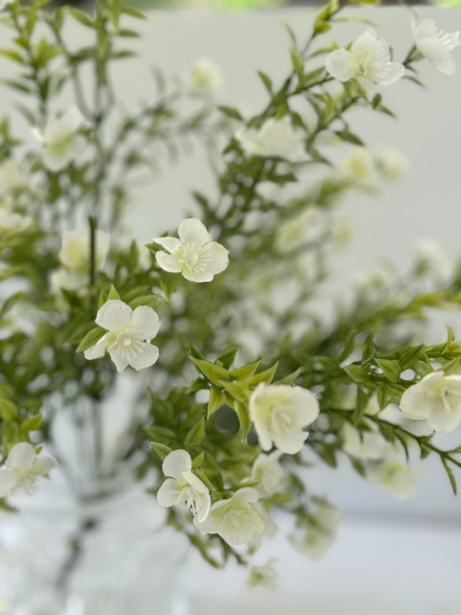 Allstate White Waxflower Bush - Surrey Circle Home