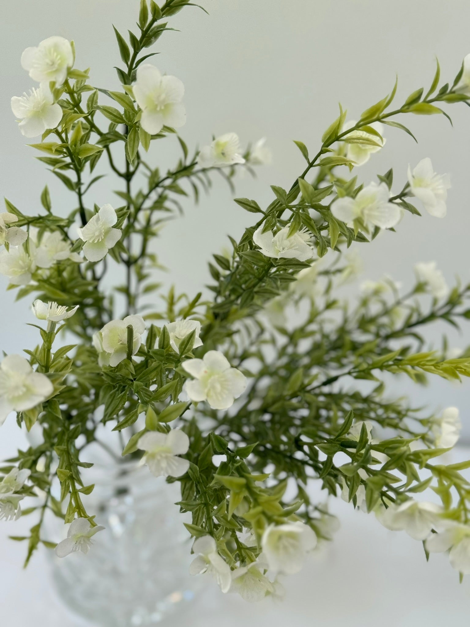 Allstate White Waxflower Bush - Surrey Circle Home