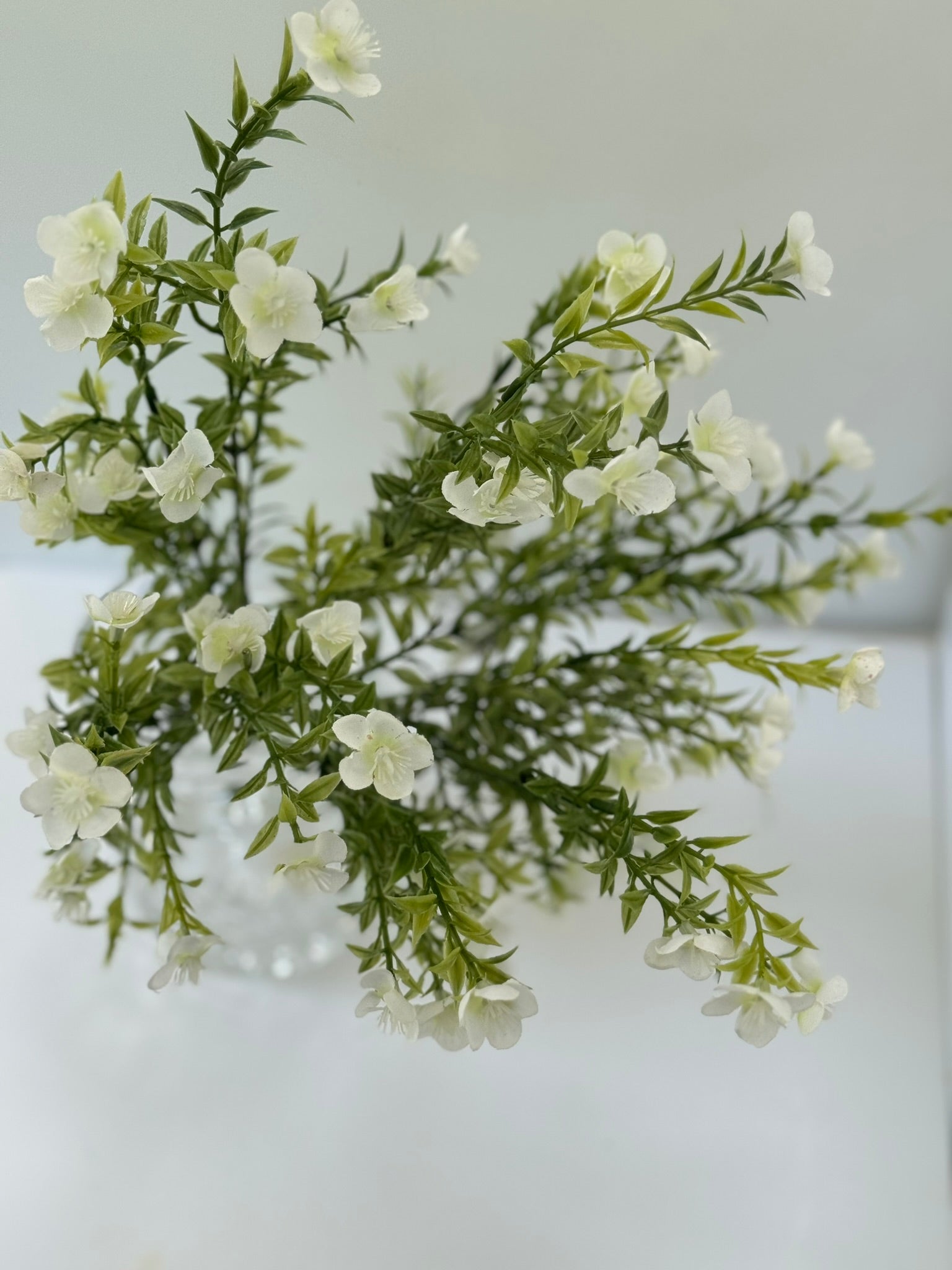 Allstate White Waxflower Bush - Surrey Circle Home