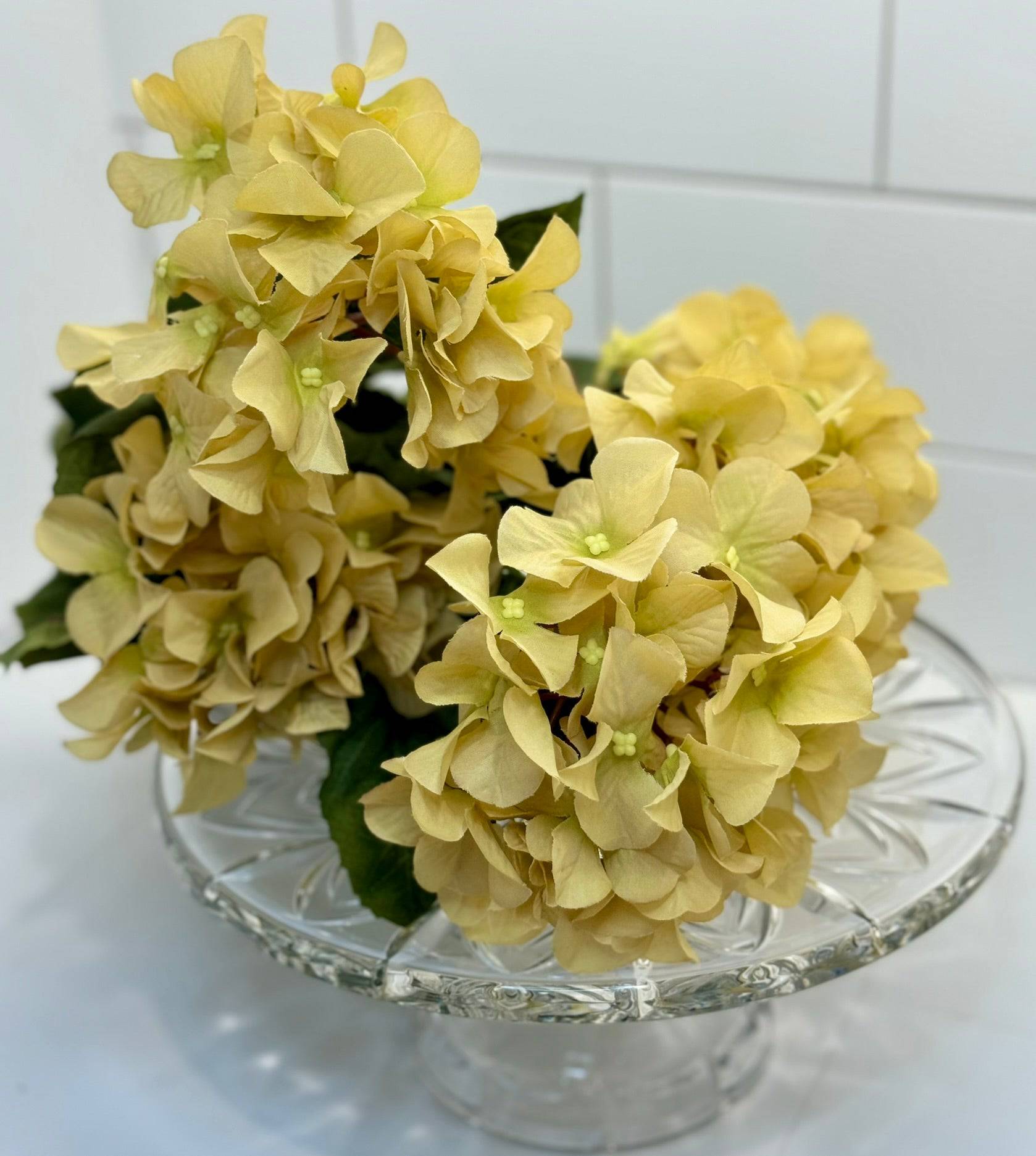 Beige Hydrangea Bush