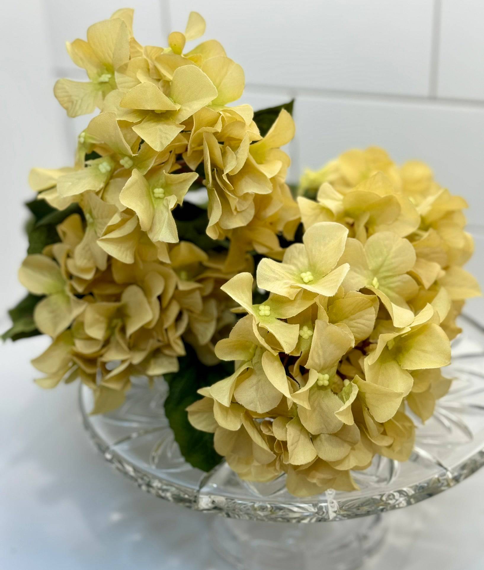 Beige Hydrangea Bush