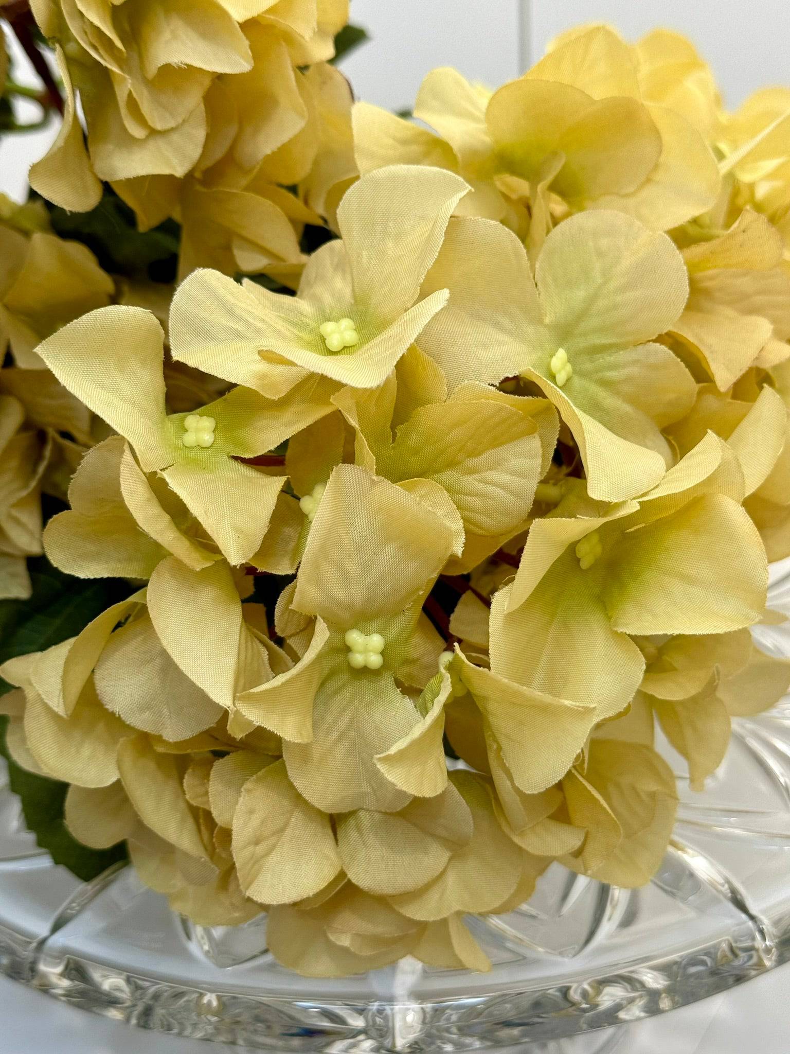 Beige Hydrangea Bush